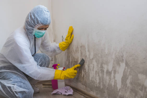 Best Mold Remediation Services  in Carrabelle, FL