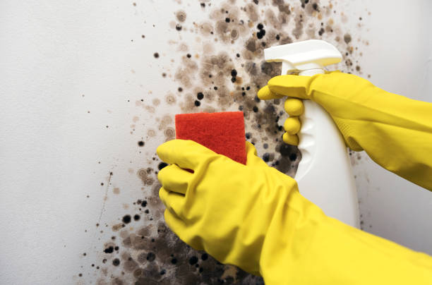 Best Mold Damage Repair  in Carrabelle, FL