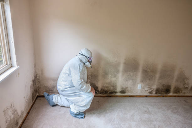 Best Toxic Mold Removal  in Carrabelle, FL