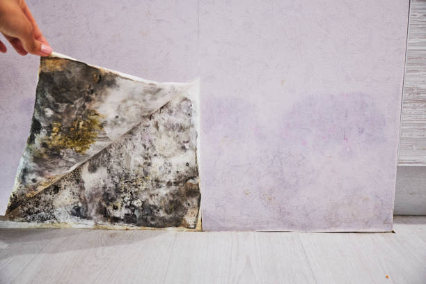 Home Mold Removal in Carrabelle, FL